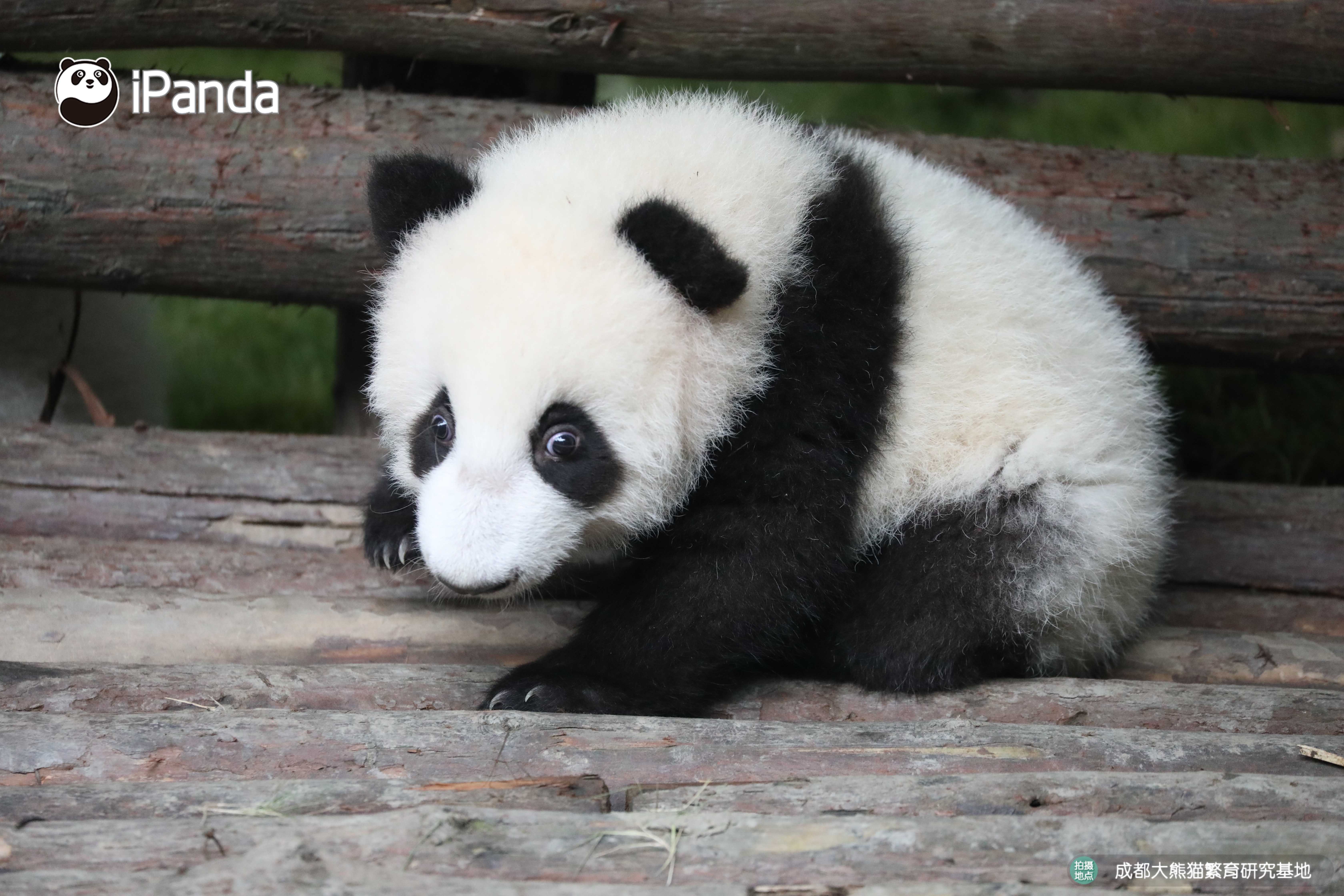 好看的熊头像,好看的熊娃娃