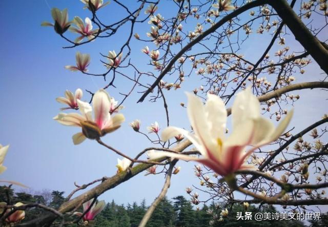 苏轼充满诗意的三重境界,苏轼最具哲理的一句诗