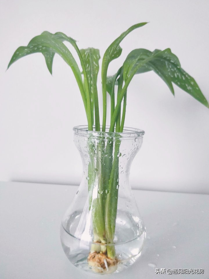 家庭种植水培马蹄莲是没有农药吗,马蹄莲的正确水培方法和注意事项