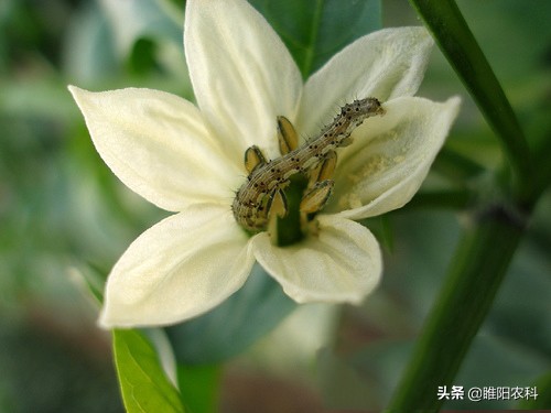 甲氨基阿维菌素对蚜虫效果,阿维菌素加虱螨脲杀蚜虫