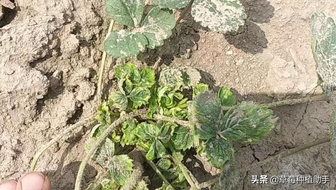 草莓病毒病高发期来了！得了基本没救，预防是关键