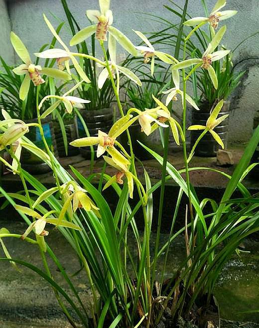 兰花长新根最快的方法,兰花新芽与老苗长得不一样