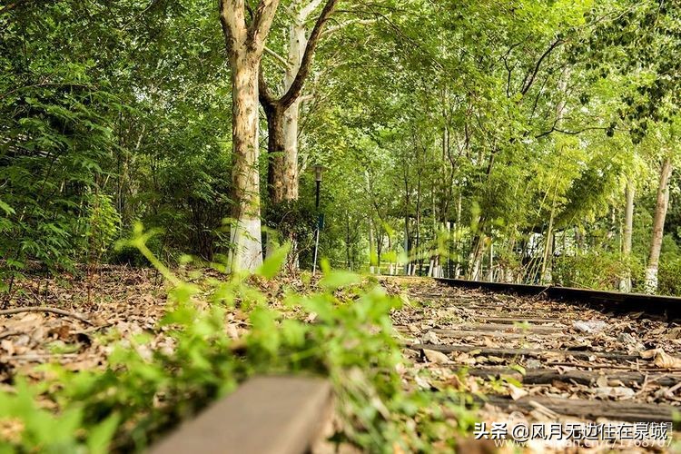 济南一颗梧桐树,济南的法国梧桐