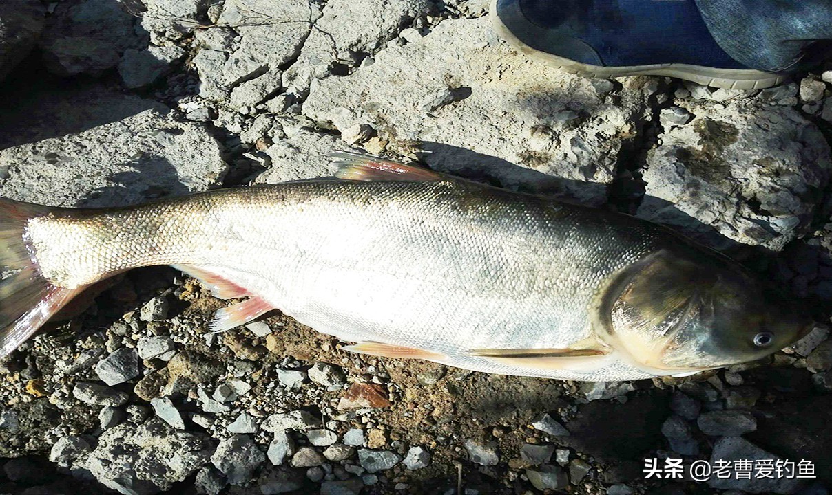 大蒜钓鱼方法钓草鱼,大蒜钓鱼钓法