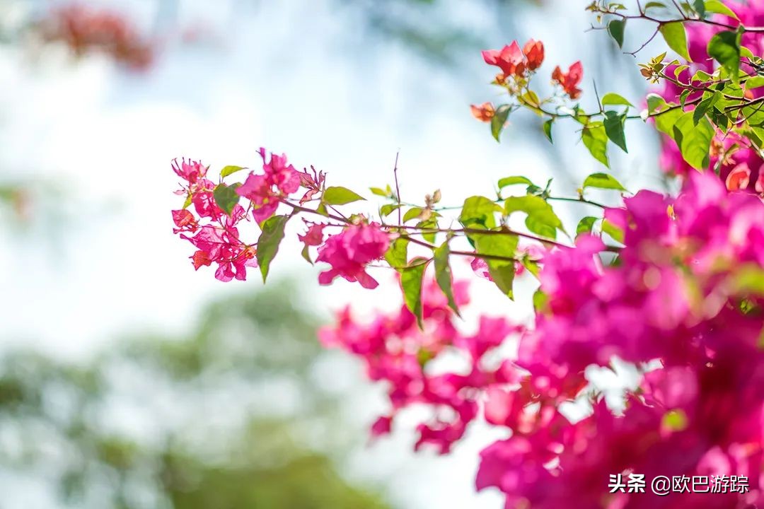 三亚维景国际别墅度假酒店简介,三亚亚龙湾维景国际度假酒店全貌