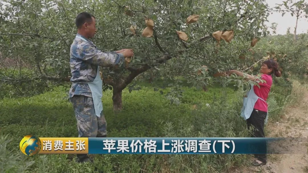 走访终端市场要了解哪些,全国苹果产区最新信息