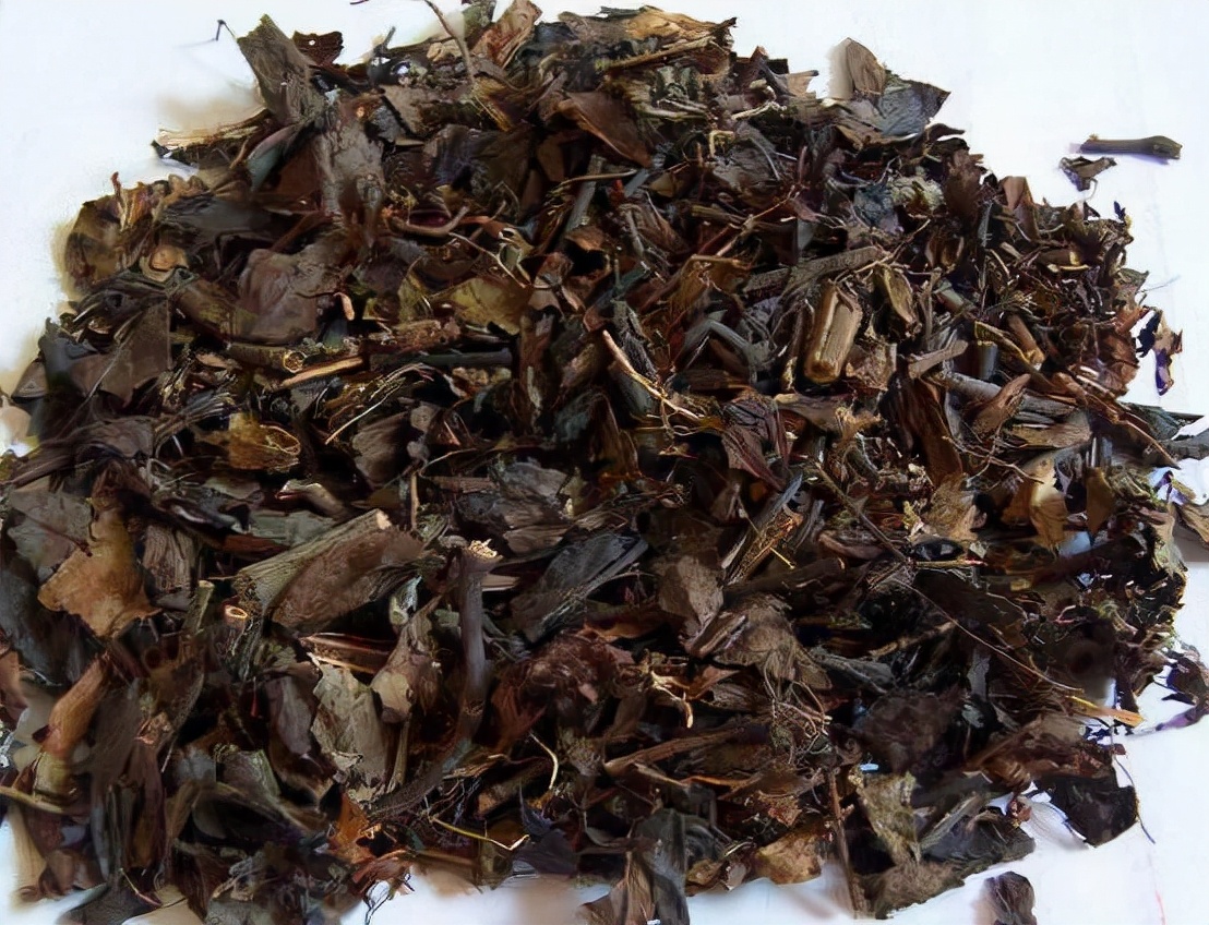 林中一种“满山香”，风一吹满山香气，是“草珊瑚含片”重要原料