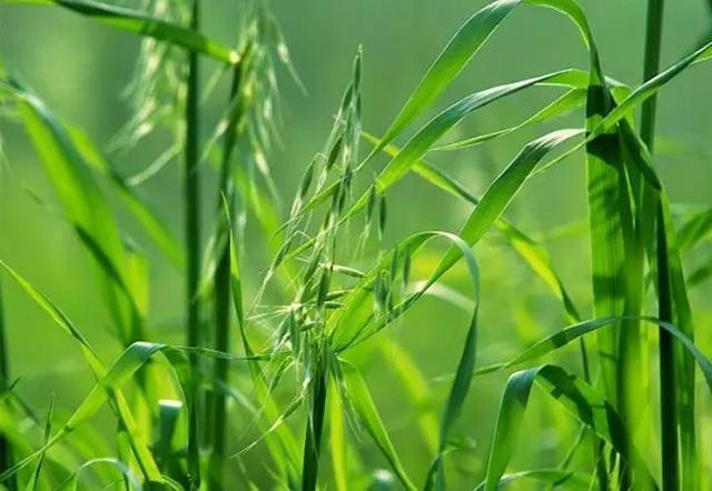 野燕麦，小孩子喜欢拿种子上的麦芒玩