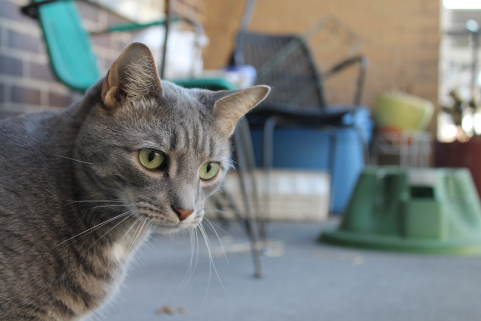 怎么给猫咪拍出好看的照片,怎样给猫拍照片