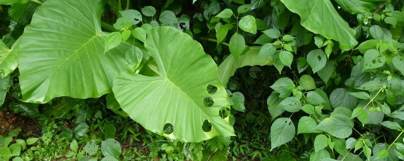 敌百水族杀虫剂使用方法,敌百杀虫剂使用方法