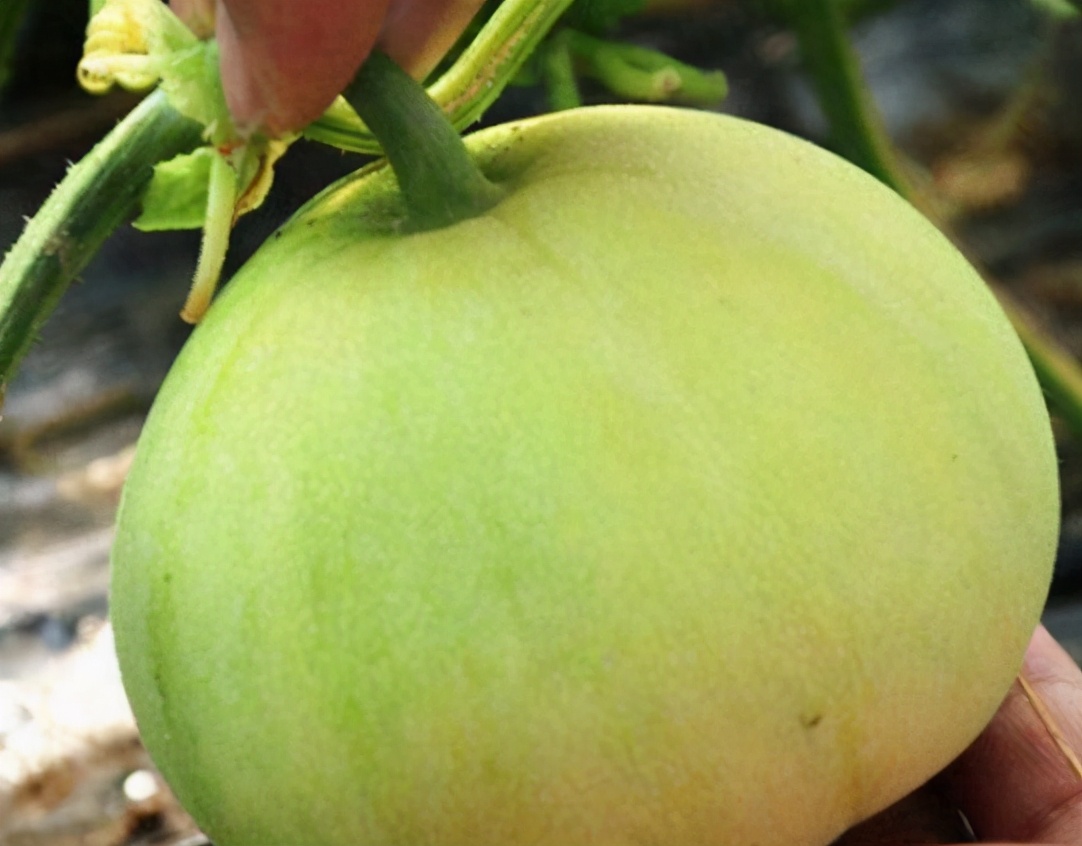 如何挑甜瓜与脆瓜,甜瓜地里怎样挑选熟瓜