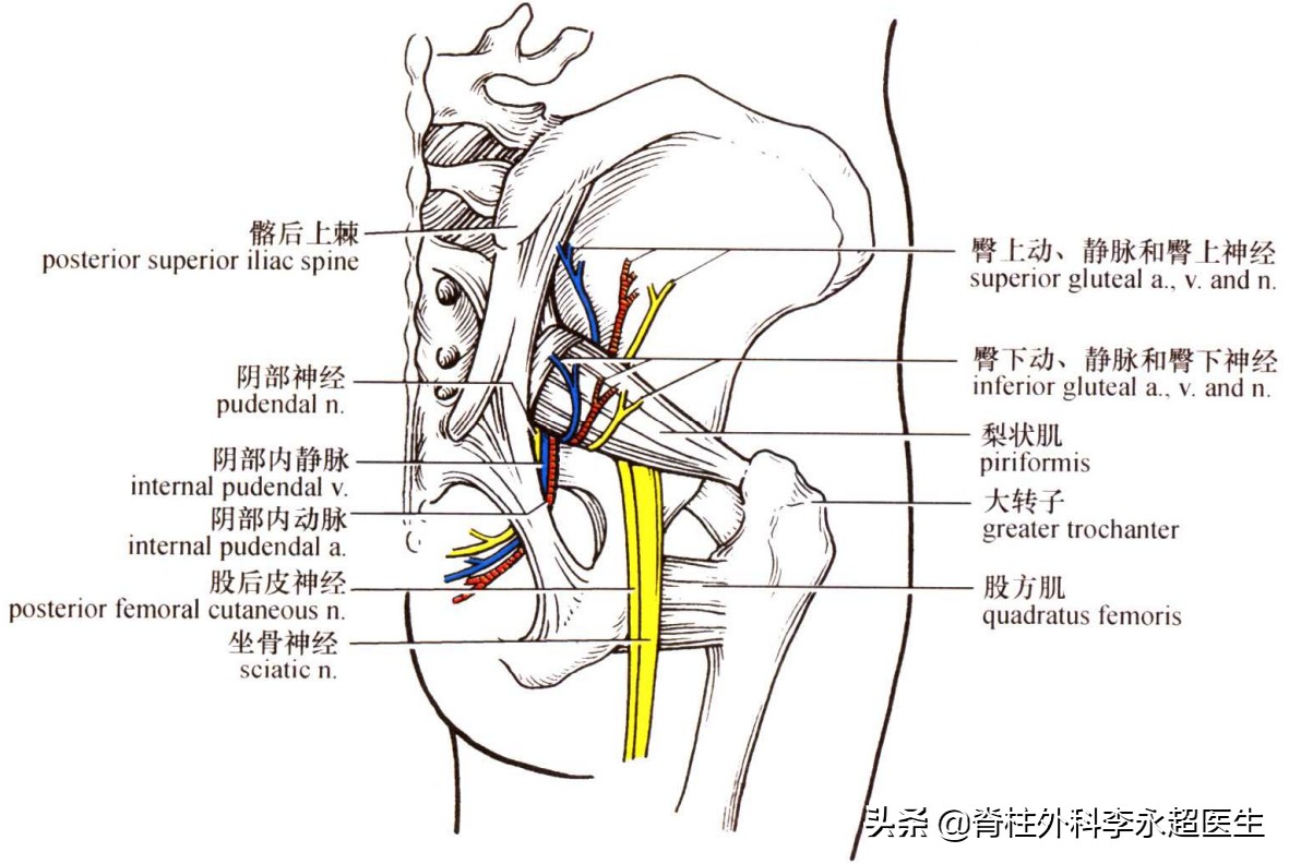 会阴部麻木，需要排除它