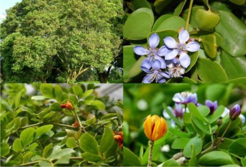 盘点世界各国国花你最喜欢哪种,盘点各国国花