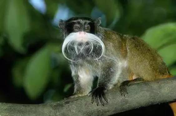 世界最罕见的十个杂交动物,不忍直视世界罕见的十大变异动物