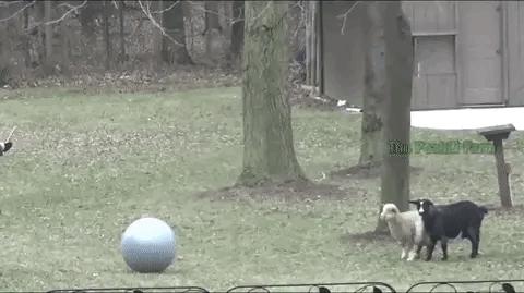 搞笑嘲讽图片,搞笑吐槽国足视频