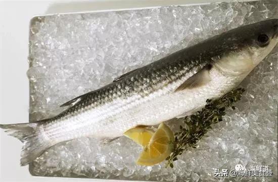 十种最美味海鲜,100种常见海鲜大全图