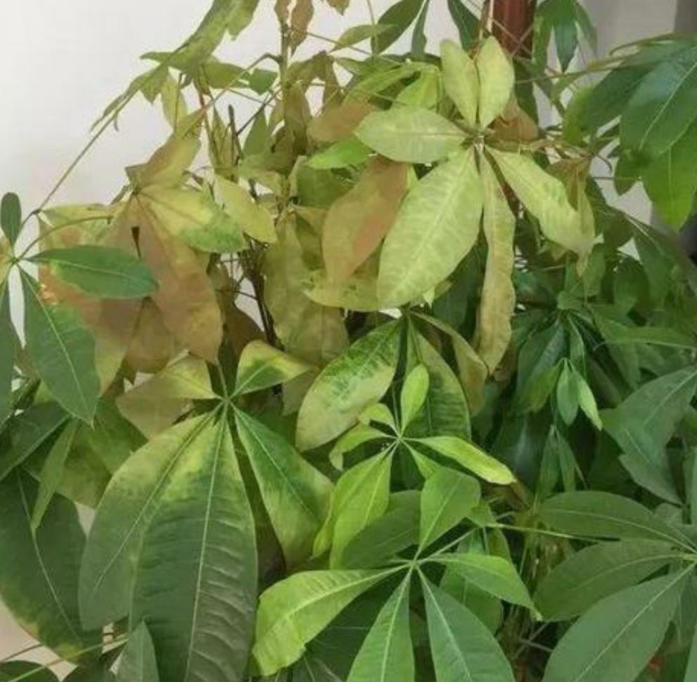 发财树黄叶怎么办五种方法,发财树黄叶落叶怎么挽救