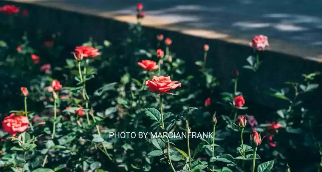 什么是徐汇,什么是海派甜心