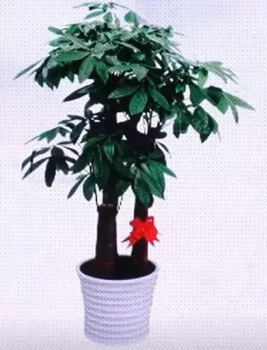 家居布置财位吉凶,室内流年财位布局方法