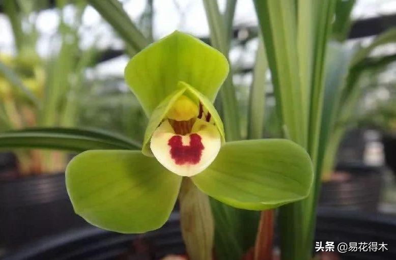 春兰大富贵的来历,春兰翠盖荷和大富贵区别