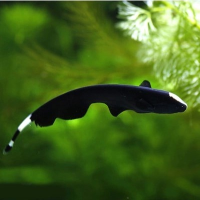 魔鬼刀鱼养殖方法,小型观赏鱼魔鬼刀