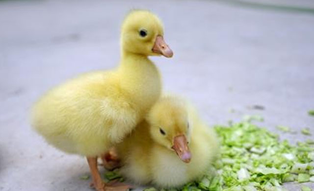 小鹅脚有点软怎么治疗,鹅苗出现软脚怎么办