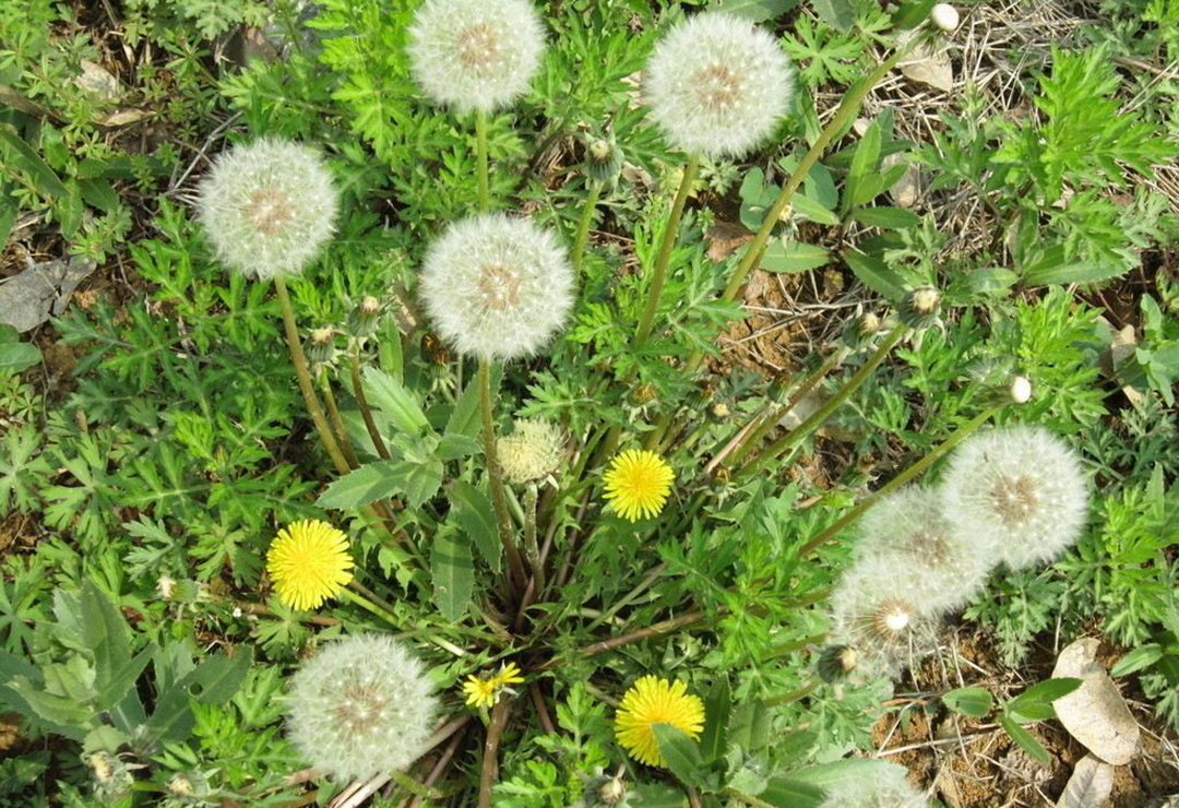 植物蒲公英的特点和作用,小小植物竟有如此大的作用