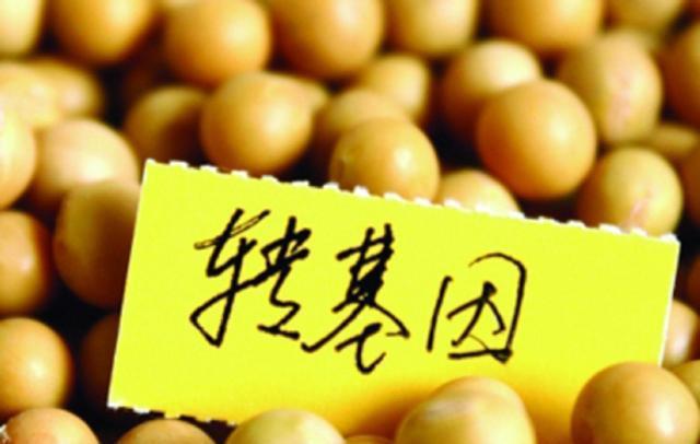 水果玉米是转基因玉米,十大转基因水果有哪些