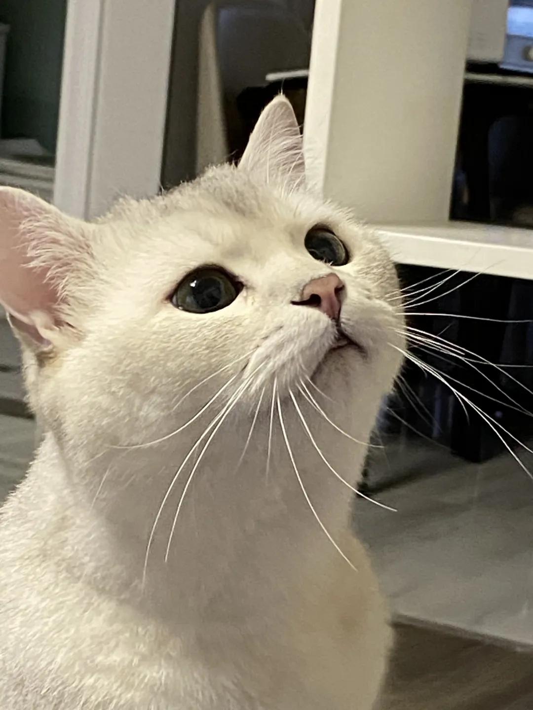 和宠物交流说什么,和宠物谈恋爱