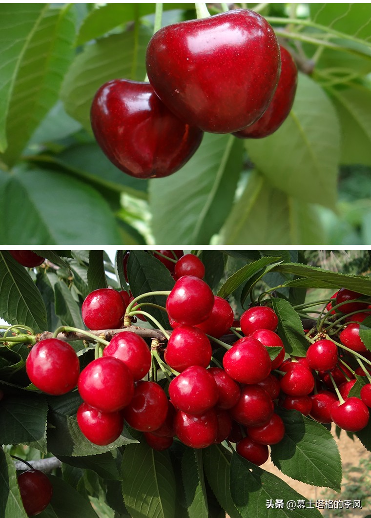 中国北方最美的两个海滨城市,中国沿海气候最好的城市