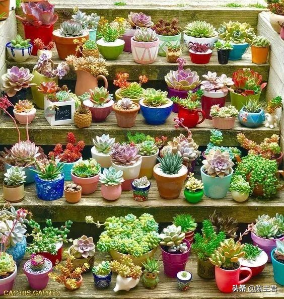 十大最贵法师多肉排行榜,玉露多肉最贵多少钱一棵