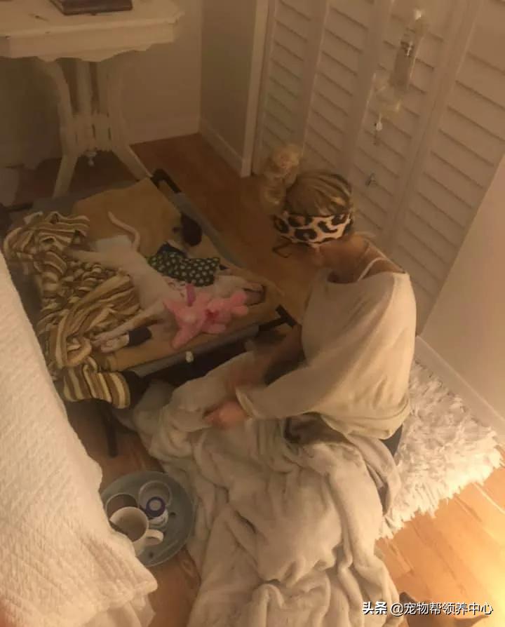 比特犬终于健康了视频,比特犬得了细菌性皮肤病