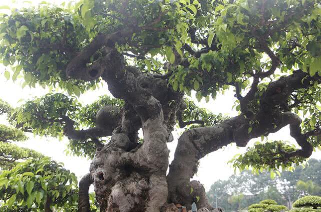 越南盆景树多少钱一棵,越南小伙千万盆景
