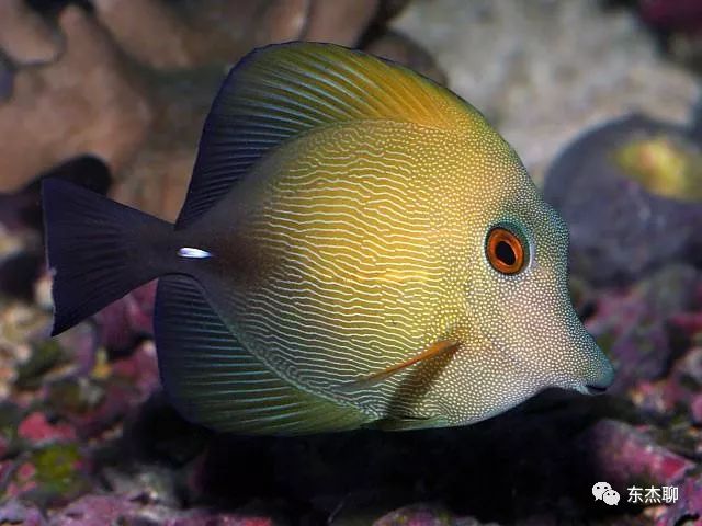 哪些海水鱼可以在淡水中养,哪些海水鱼能释放电压