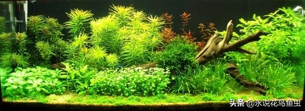 t5灯管适合鱼缸养水草用吗,水草缸t5灯管如何配置