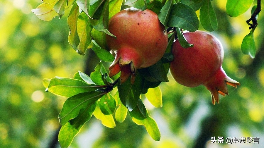 有关石榴的诗词,石榴树诗词