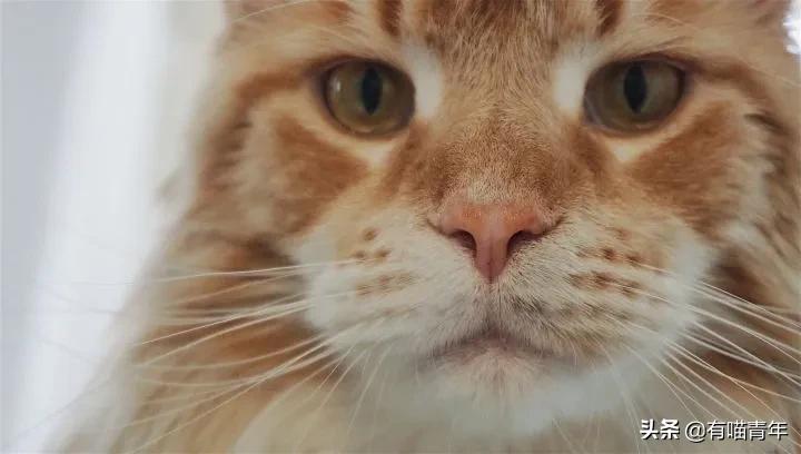 缅因猫看着很吓人但是很温柔,缅因猫真的有20万一只么