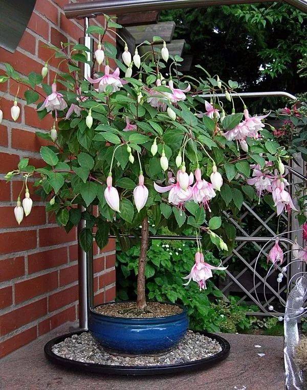 倒挂金钩灯笼花怎么养,倒挂金珠怎么养