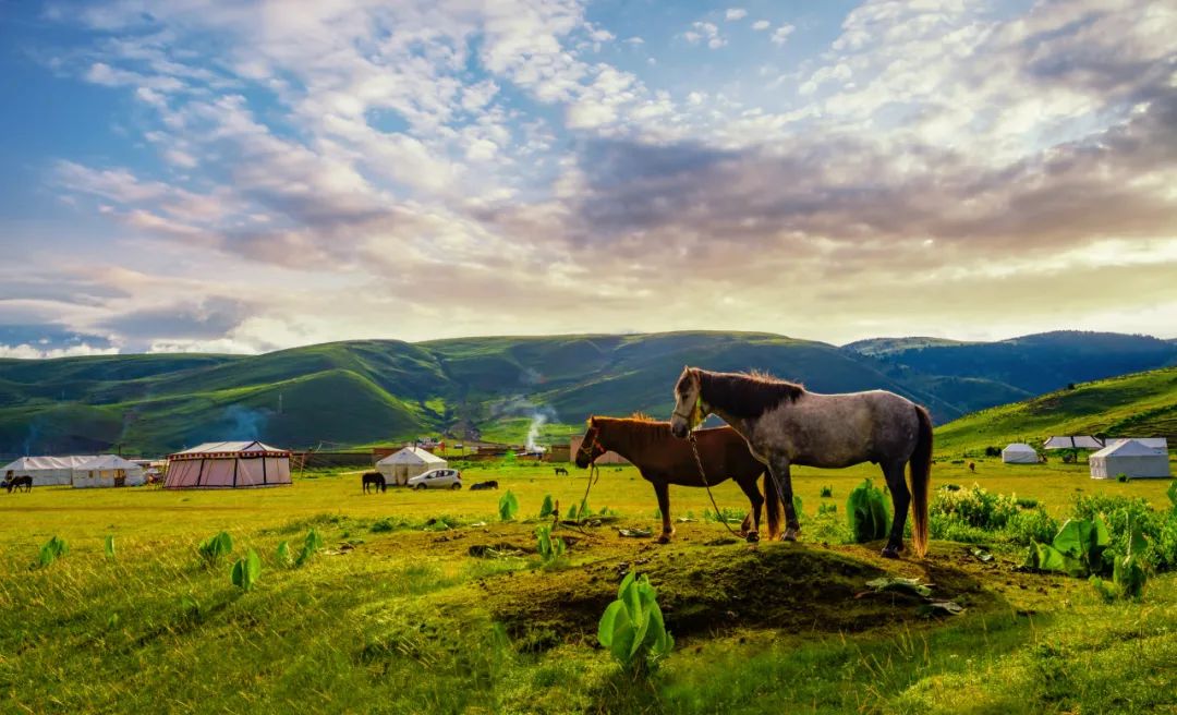 丁真和四川什么关系,丁真背后是谁