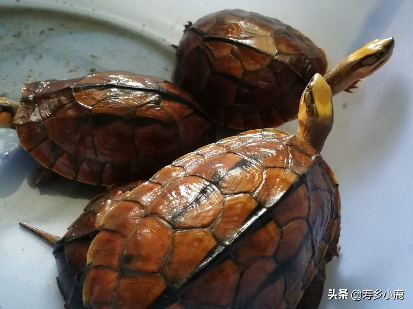 三线闭壳金钱龟为什么这么贵,金钱龟跟三线闭壳金钱龟区别