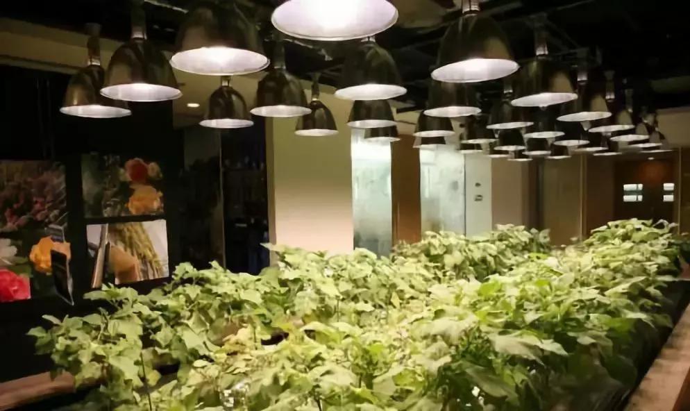 办公室里也能开挖掘机,办公室可以种葡萄