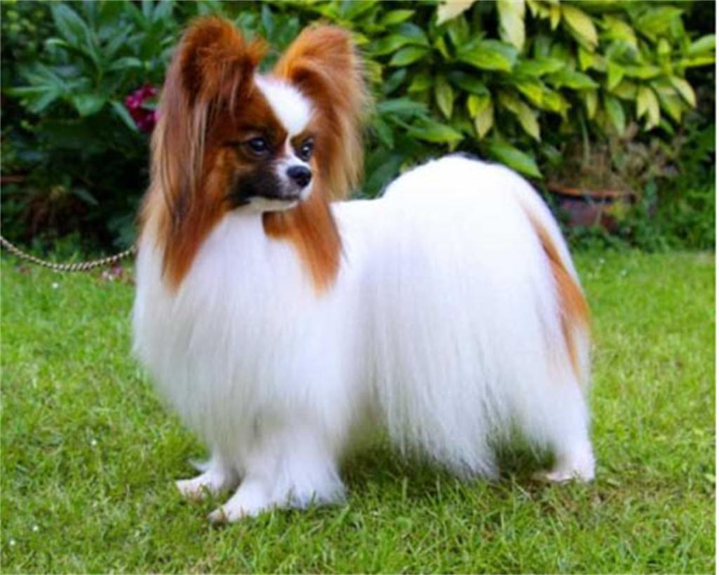 这狗狗的智商也是逆天了,一只不起眼的狗狗太聪明了