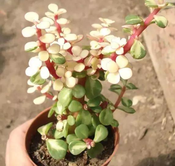 推荐轻松玩转100种常见多肉植物,700种多肉植物图鉴pdf百度云