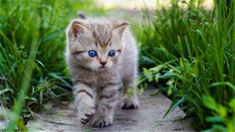 准备怀孕养猫的好处和坏处,家里养猫养狗的好处和坏处