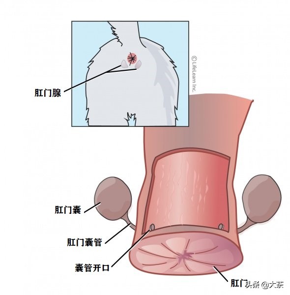 猫咪肛门腺为什么会突然喷出,猫咪肛门腺发炎会有什么症状
