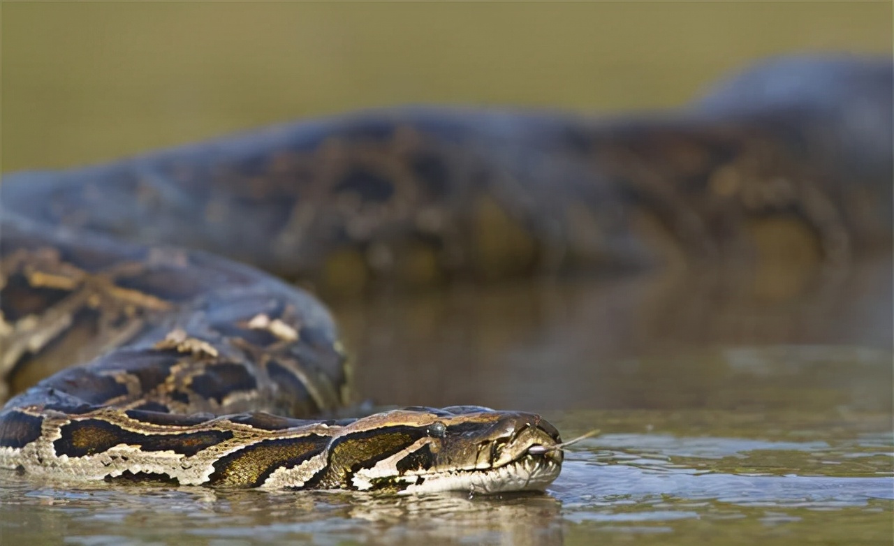 人类禁区地球之肺亚马逊雨林,勇闯地球禁区探索南美亚马逊雨林