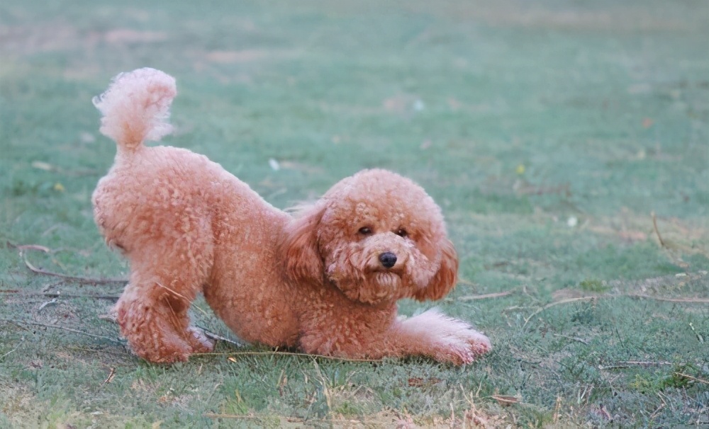 泰迪有哪些不良习惯如何纠正,泰迪的4大忌讳