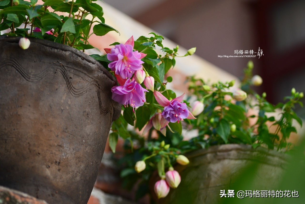 园丁金挂有排期吗,吊钟海棠怎么养护