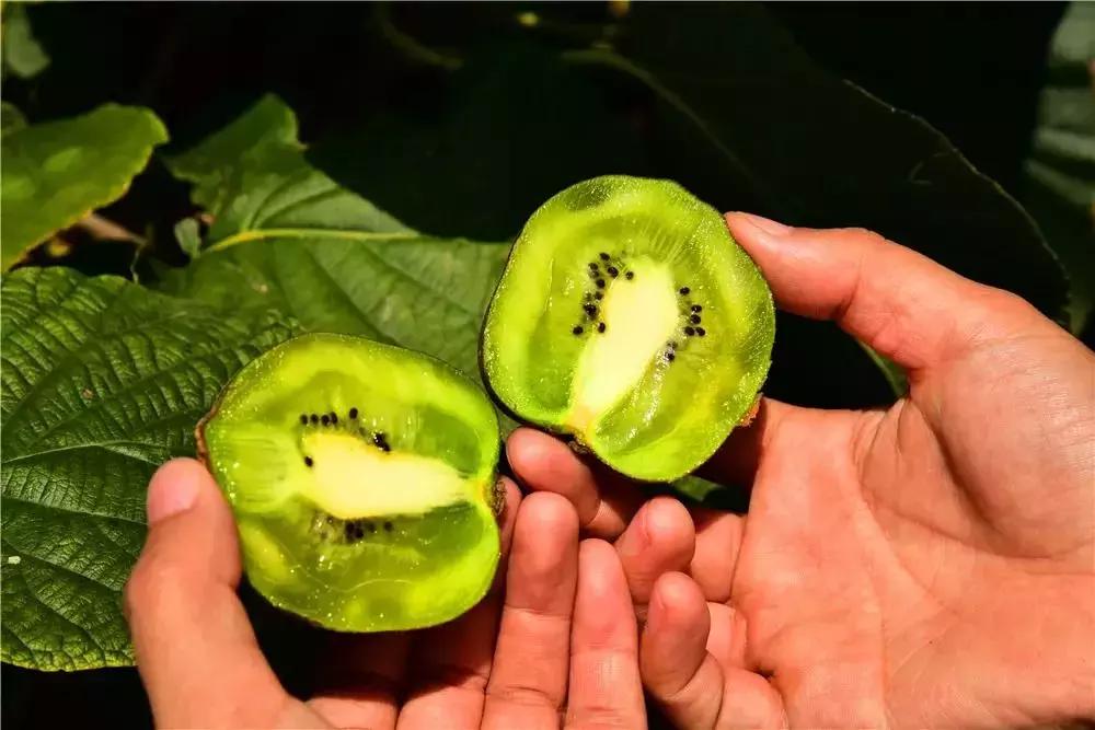 山东7月份有哪些水果可以采摘,山东10月份有什么水果可以采摘