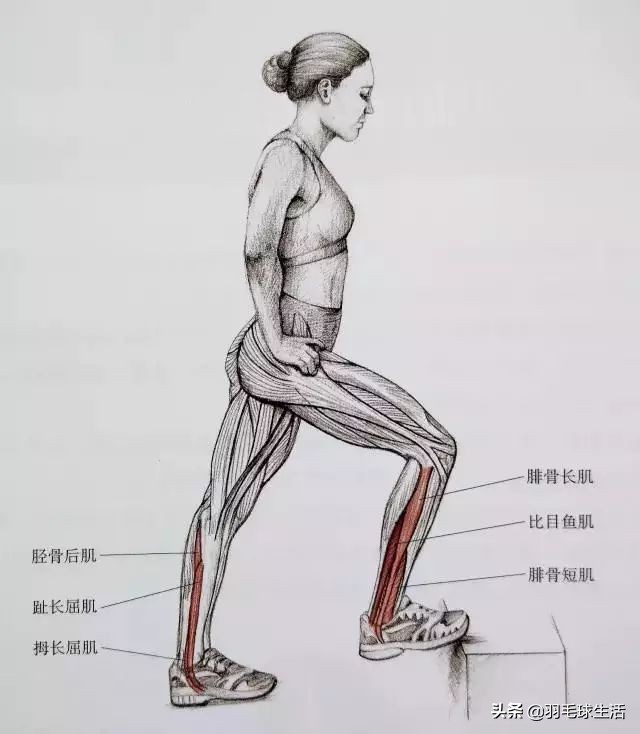 打羽毛球防止腿变粗,打羽毛球前后拉伸动作防止腿变粗